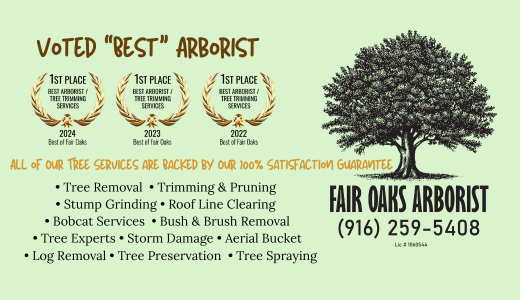 Voted Best Arborist in Fair Oaks